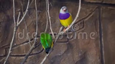 奇妙的近景，彩虹，五颜六色的热带鸟类，<strong>鹦鹉</strong>，坐在树枝上，在野外交谈